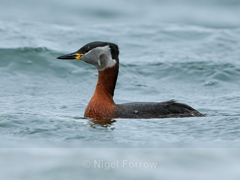 Red-necked Grebe, cheek feathers ruffled by wind, Farmoor Reservoir - Red-necked Grebe