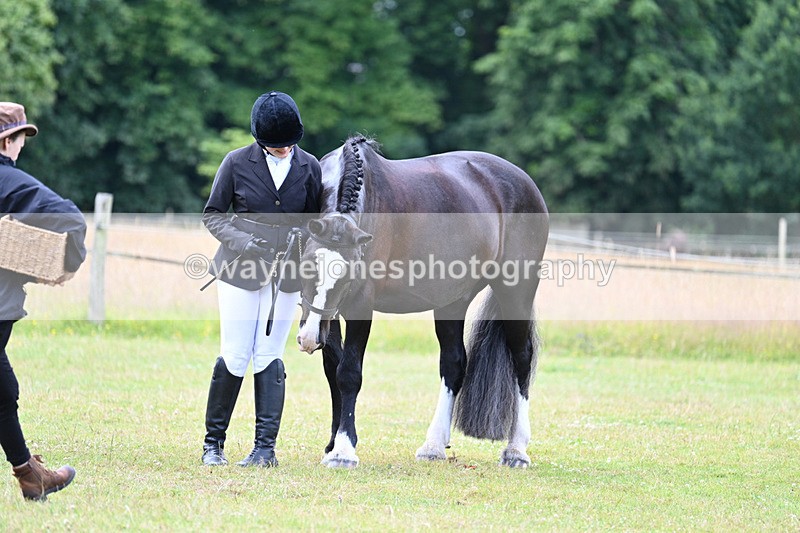 WJ7_7137 - Class 5a Most Handsome Gelding in Hand