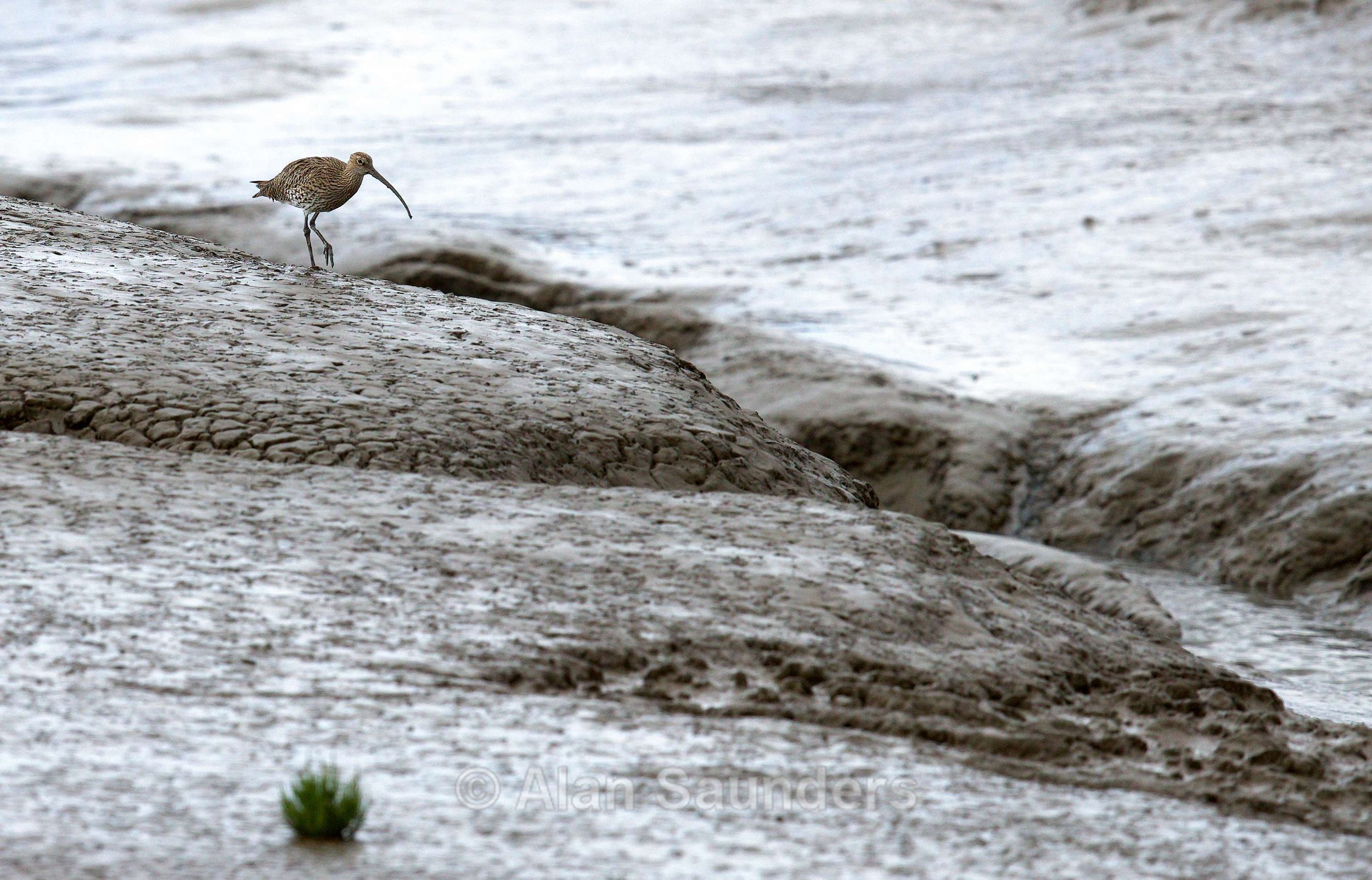 Eurasian Curlew 7