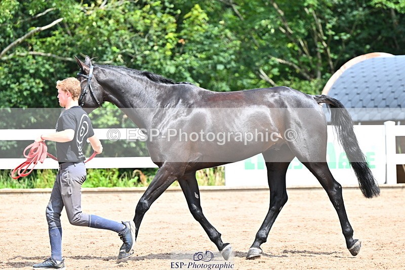 240718A-105247-01147 - Trot Up 12pm to 1pm