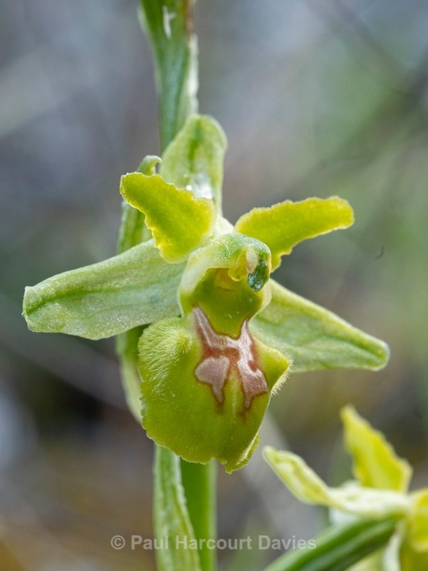 Early spider orchid subspecies (Ophrys incubacea = (also O. sphegodes ssp atrata) -apochromic form - Wild Orchids - 2