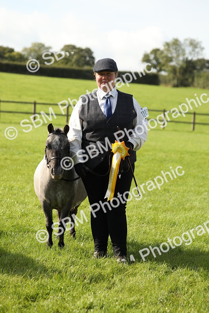 SBM_61006 - S43 - Coloured Pony In Hand