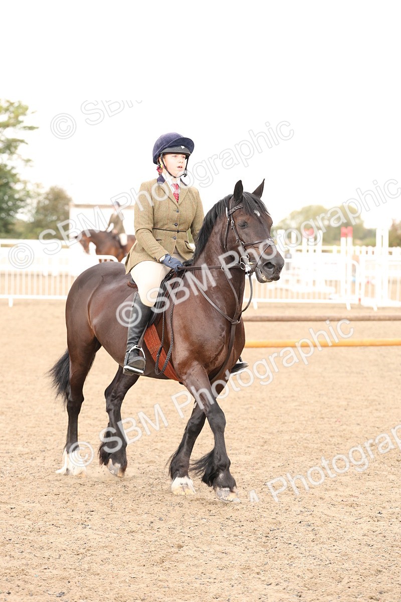 SBM_07536 - Class 59b -  Style & Performance - 80cm (20+)