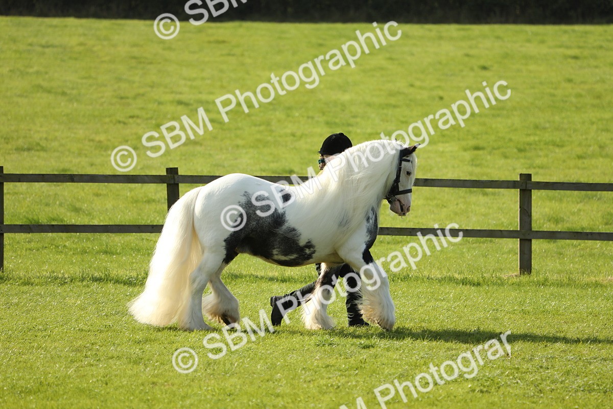 SBM_61030 - S43 - Coloured Pony In Hand