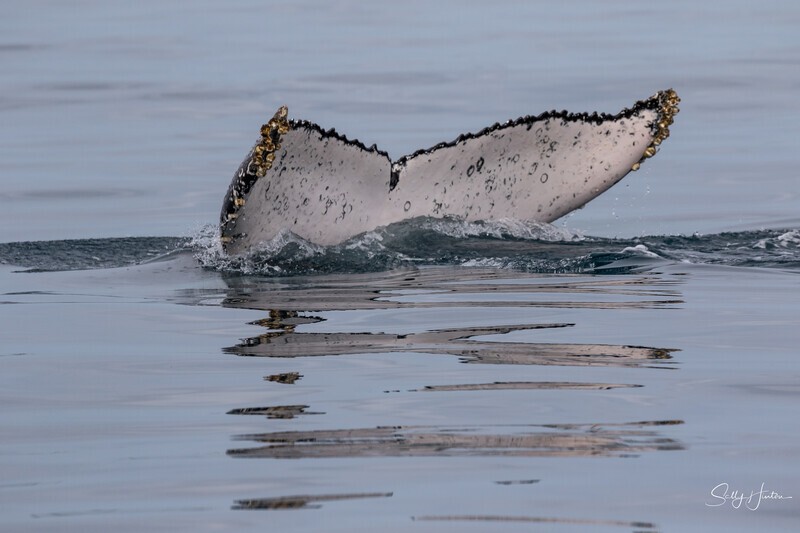 Disappearing Fluke 1