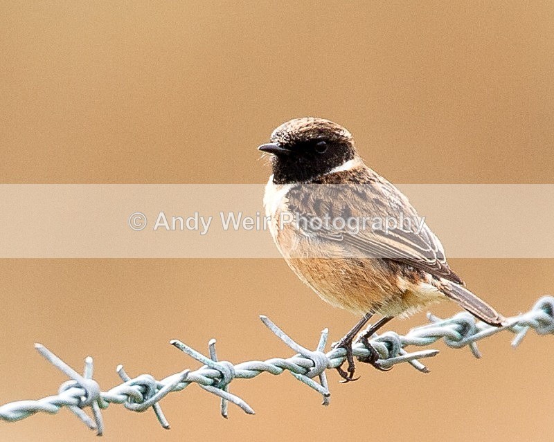 20090501-020 - Chats