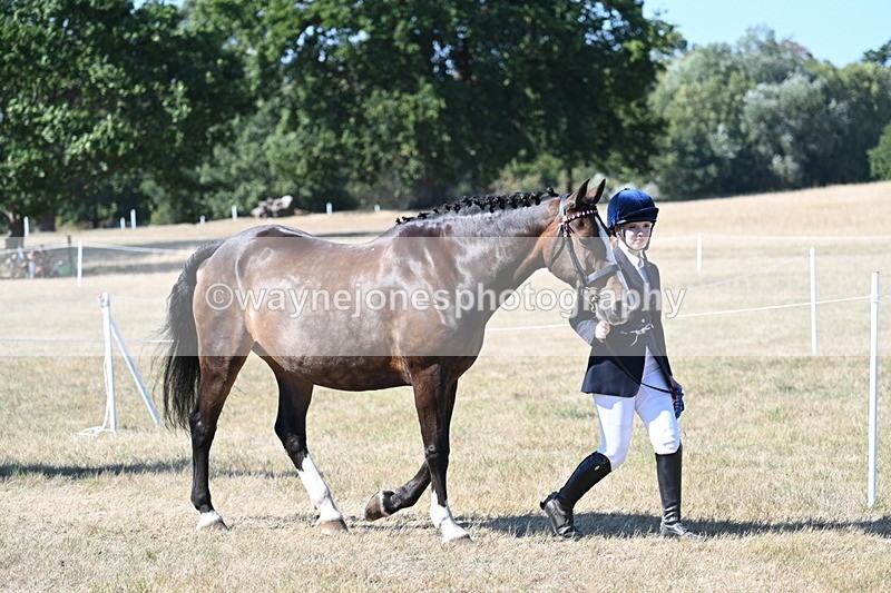 WJ7_1713 - Class 42 Most Handsome Gelding