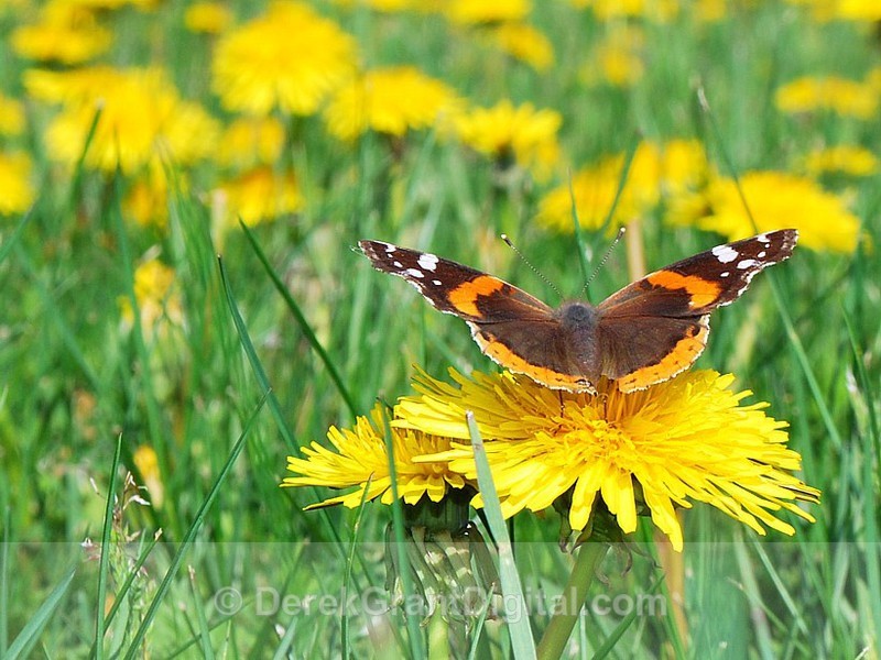 Dandelions - Flora