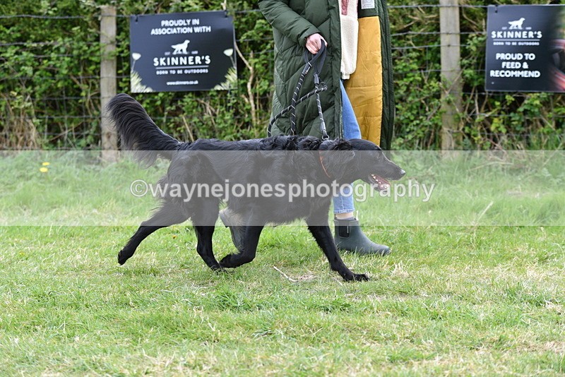 WJ5_9175 - Class 1 Best Cross Breed / Heniz 57