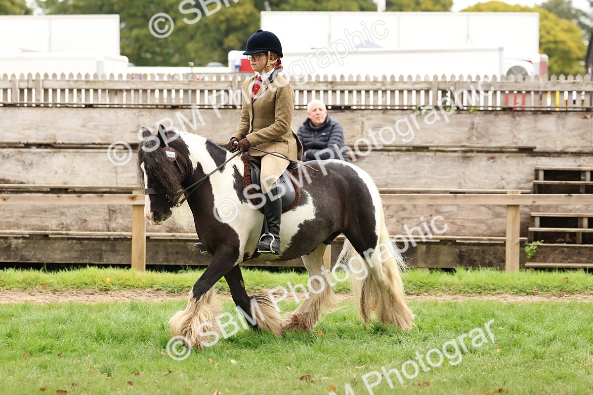 SBM_59970 - S36 - Rehabiliated Rescue Horse & Pony In Hand & Ridden