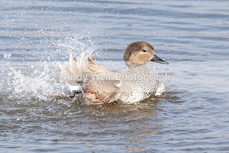 190415-untitled-8E0A7829 - Gadwall