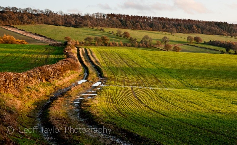 Middlehope field at dusk - Wenlock Edge
