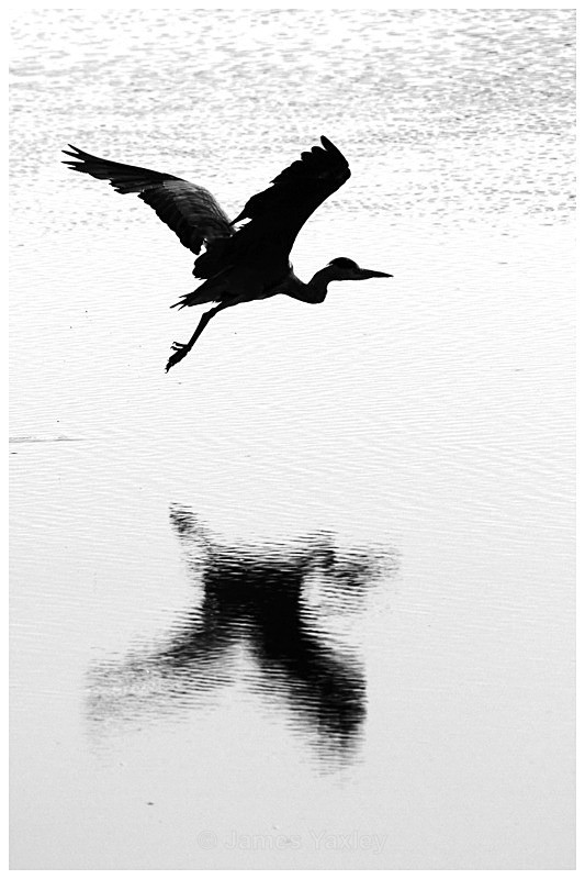 Grey Heron Monochrome 1 - Creative