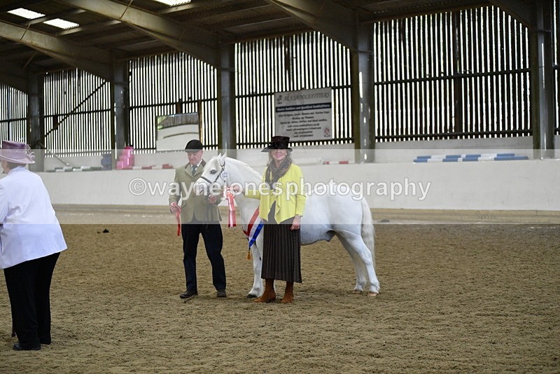 WJ5_5770 - Morning in hand Championship