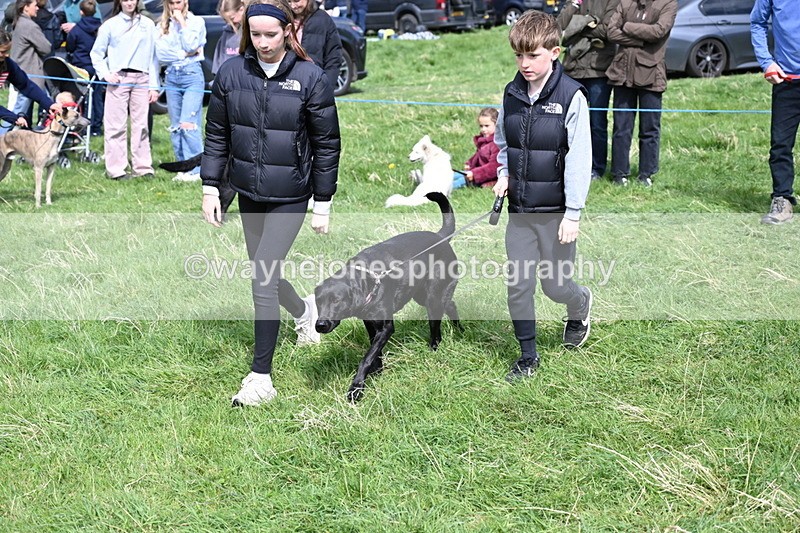 WJ6_9034 - Class 8 Best Working / Gun Dog or Bitch