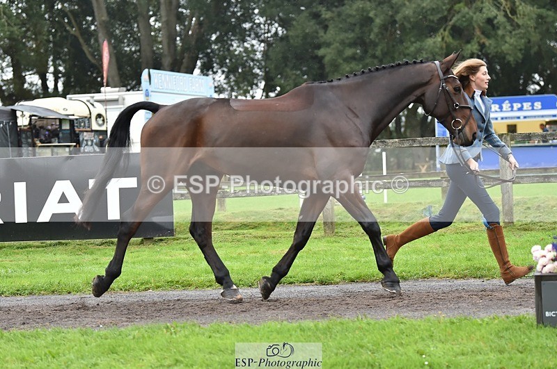 231018-124058-00451 - 052-SHANNONDALE.COURAGE-Georgina.Beeby.Wynn-TrotUp