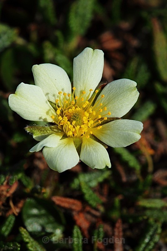 Mountain Avens 2439 - Colours of Svalbard