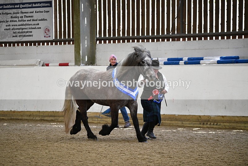 WJ5_5880 - Morning in hand Championship