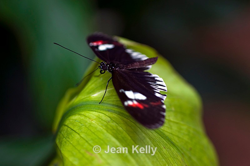 Postman butterfly - 4525 - Insects