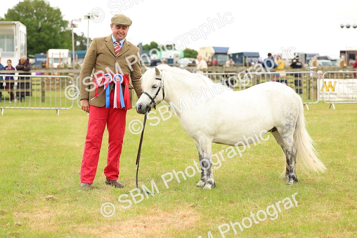 SBM_03581 - Class 58-67 - M&M Non Welsh Pony In hand