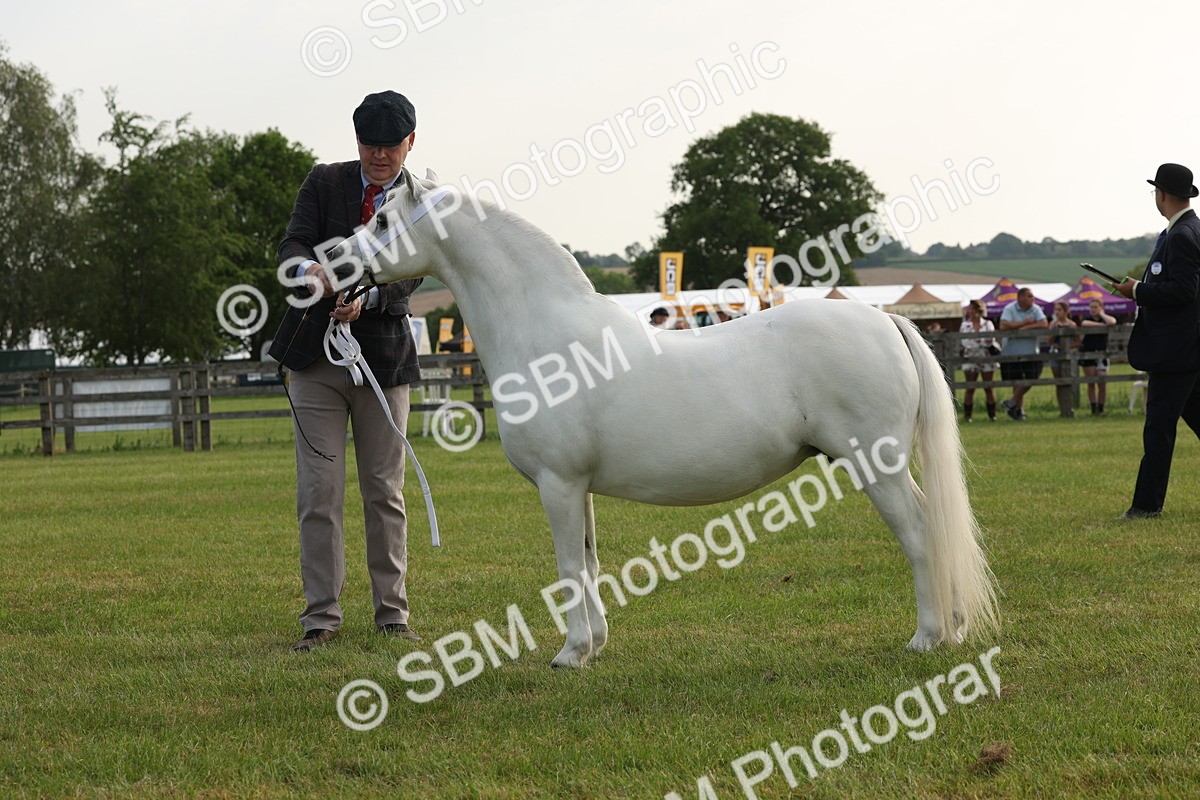 SBM_00525 - Class 6-13 - Mountatin and Moorland In Hand Welsh Breeds