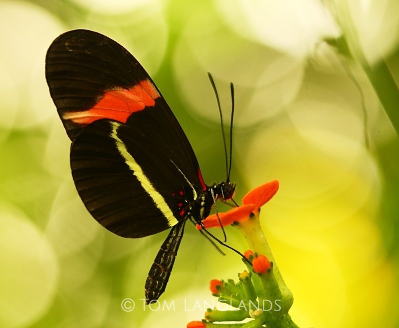Postman Rosina - Macro