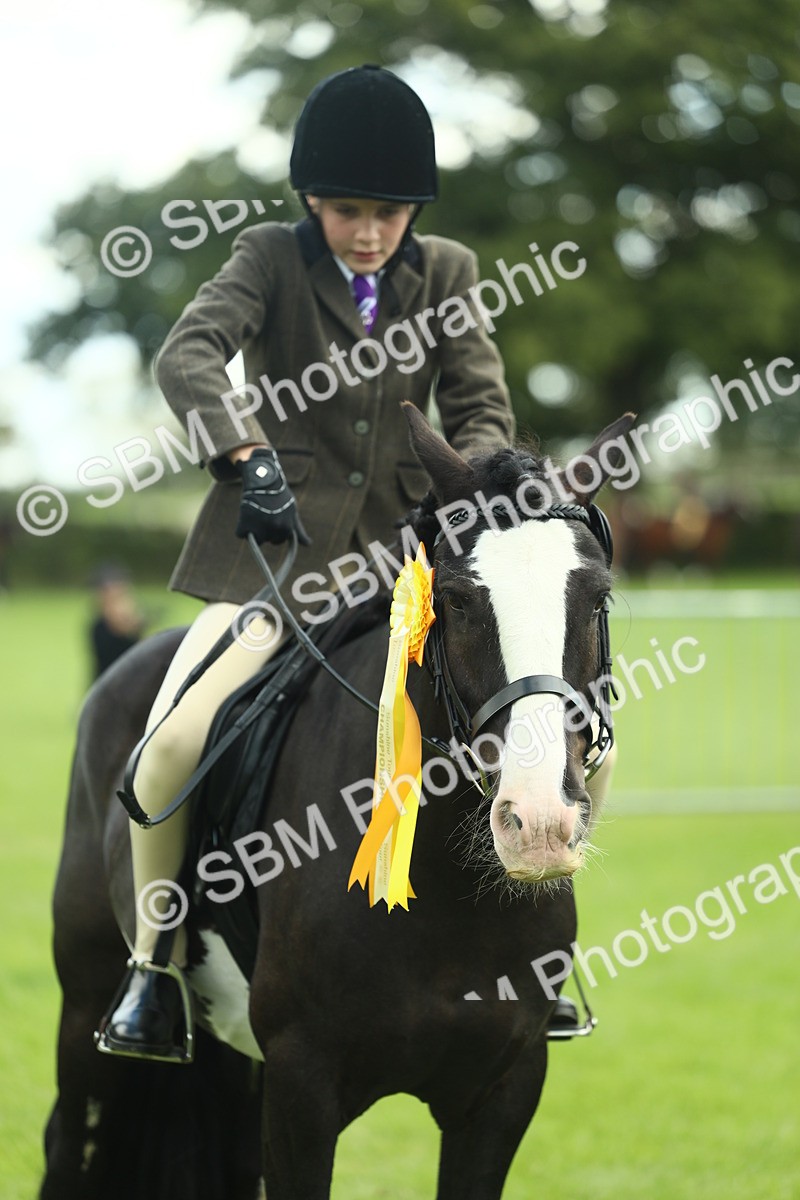 SBM_42201 - S29 - Novice & Newcomers Working Hunter Pony