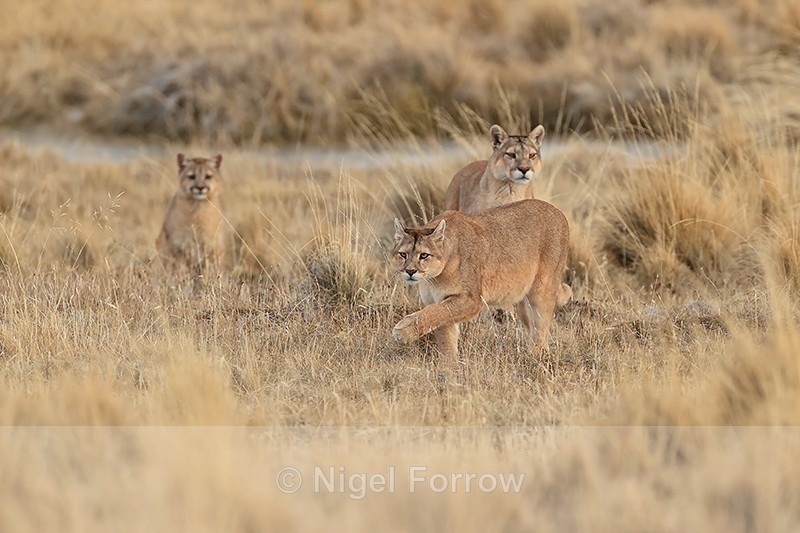 Puma family, Torres del Paine, Chile - Puma