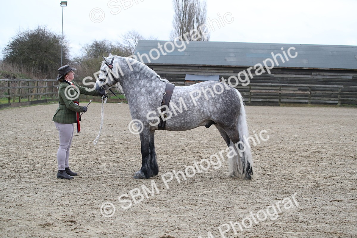SBM_004051 - Class 1-4 - Young Stock classes Inc. In Hand Championship