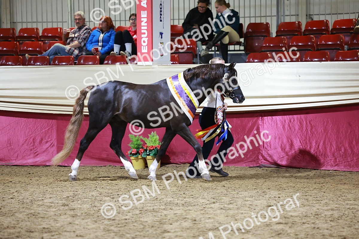 SBM_21087 - Class P - M&M Champs