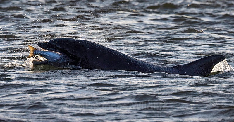 Chanory point, Bottle nose dolphins - Dolphins, Whales & Orcas. Scotland, Iceland, Azores & Madeira