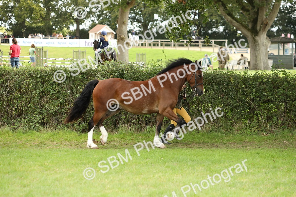 SBM_65361 - S47 - Mountain & Moorland In Hand Large Breeds