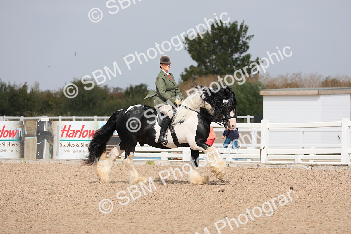 SBM_12819 - Class 307 Ridden Coloured Pony