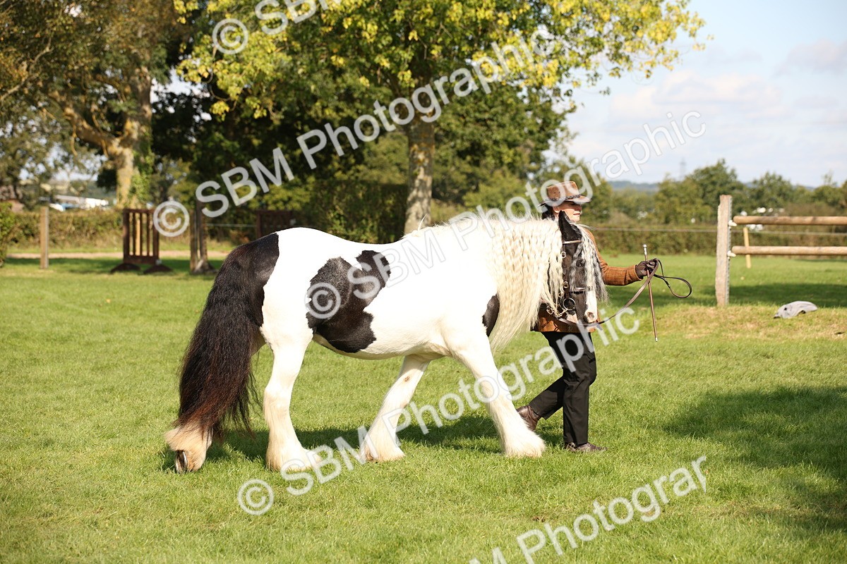 SBM_62264 - S55 - Traditional Cob In Hand