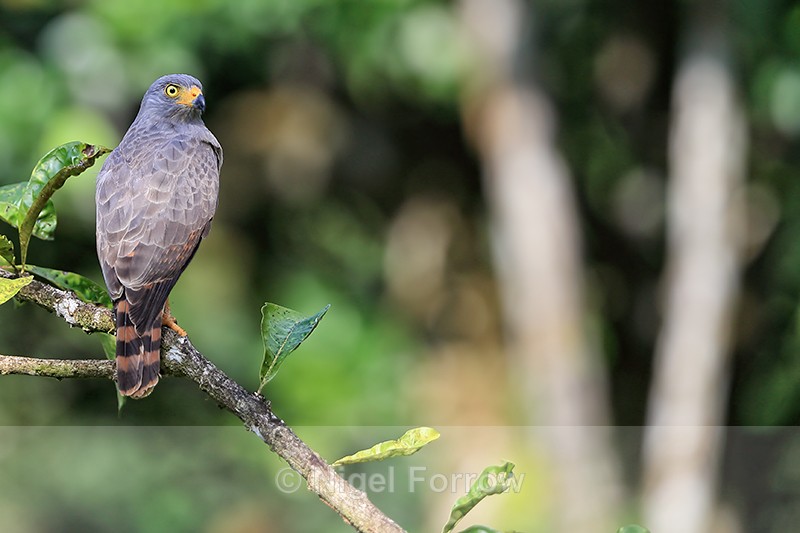 Roadside Hawk watches from perch, Costa Rica - Roadside Hawk