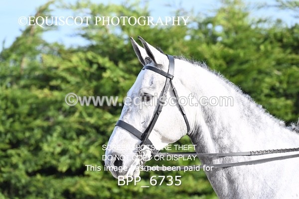 BPP_6735 - RING 1  (RIDDEN HORSES / IN HAND / VETERAN ETC)