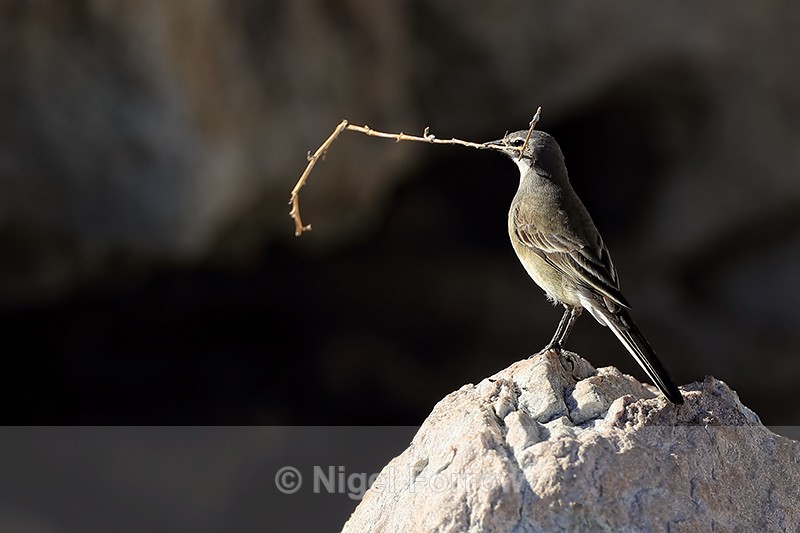 Cape Wagtail with nest material, Betty's Bay, South Africa - Cape Wagtail