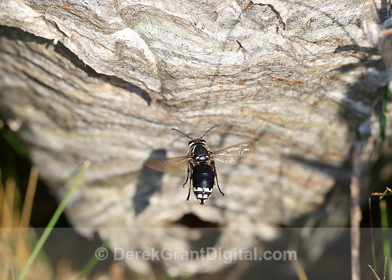 Dolichovespula maculata Bald-faced Hornet - Bees, Beetles, Bugs
