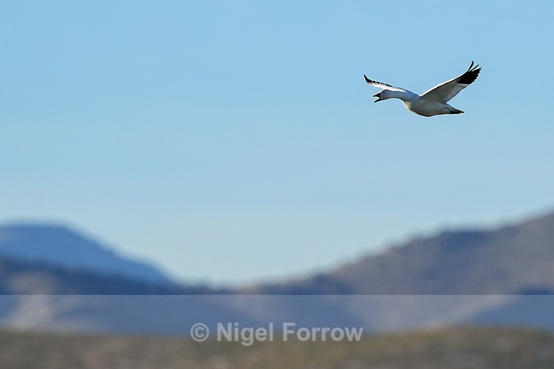 Snow Goose calling in flight, Bosque del Apache, New Mexico - Snow Goose