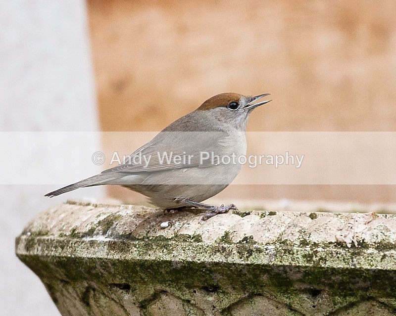 20090103-030 - Warblers