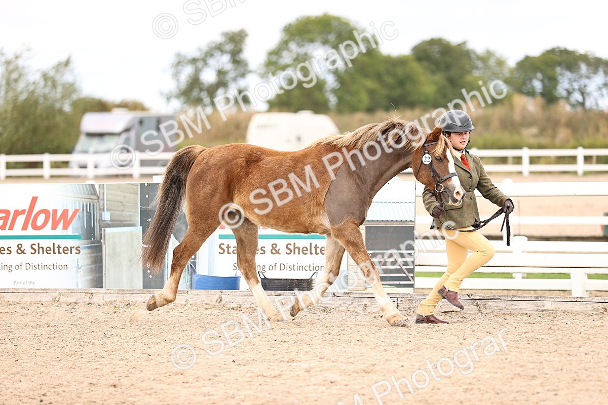 SBM_15998 - Class 417 - Handsomest Gelding (IH or Ridden) Jnr