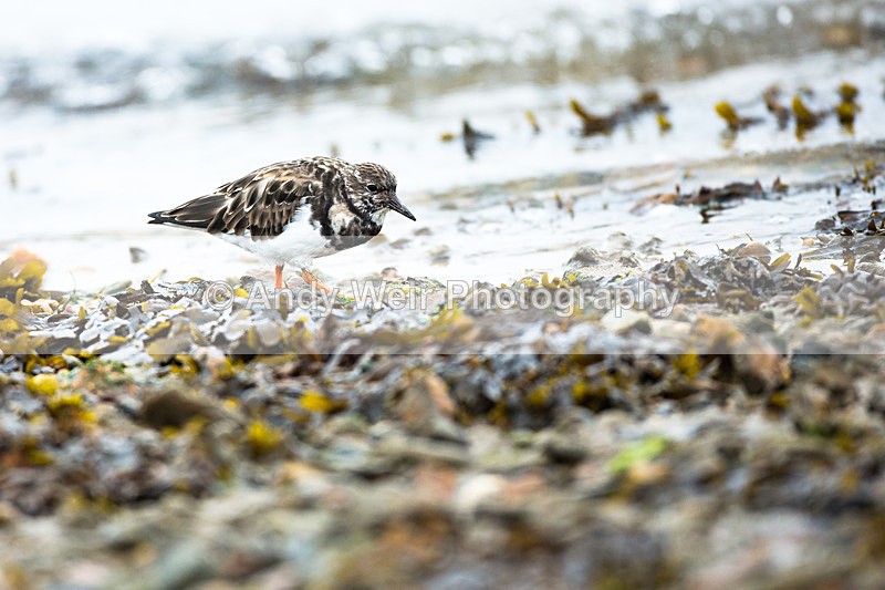 20130930-3K8A6359 - Turnstone