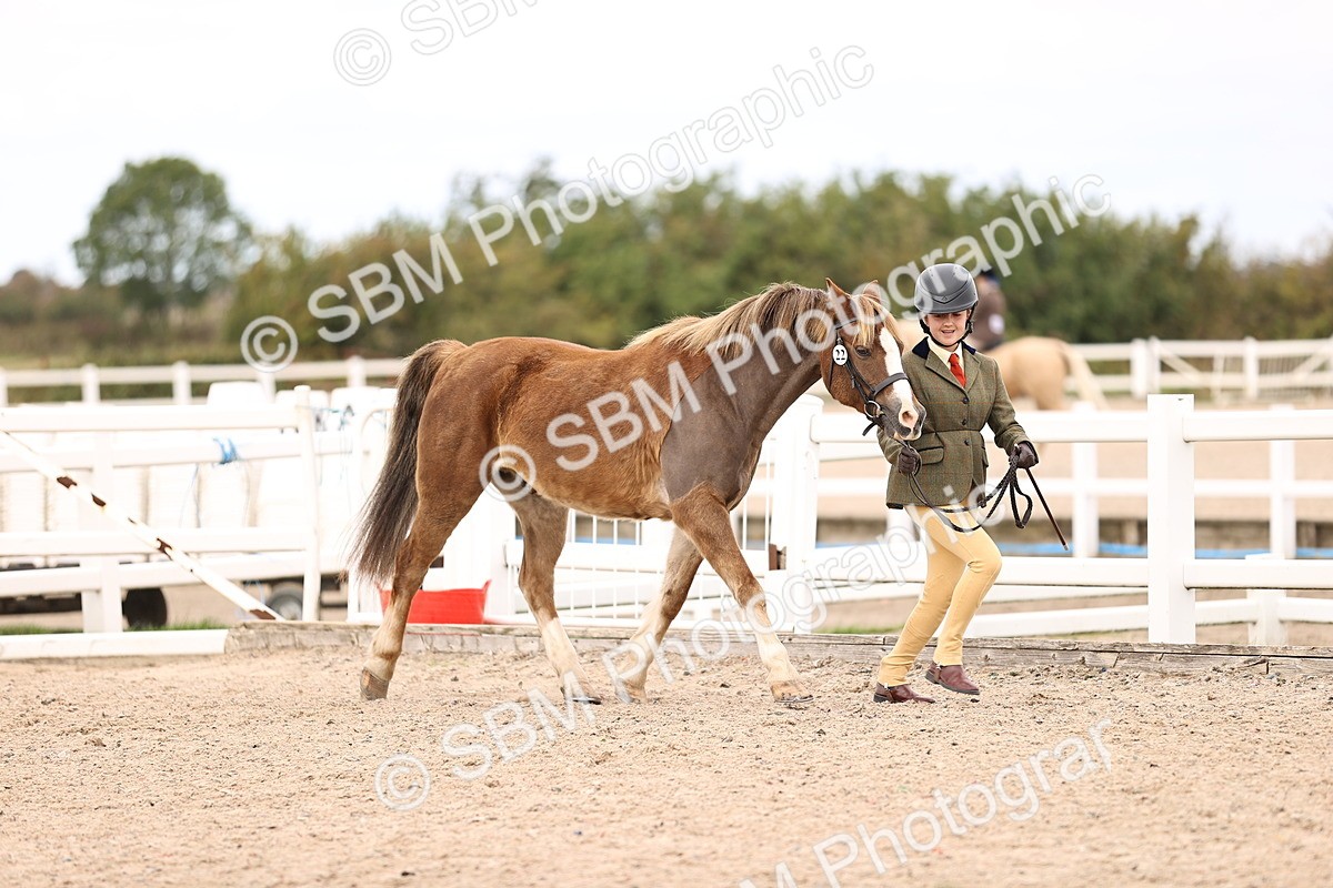 SBM_15996 - Class 417 - Handsomest Gelding (IH or Ridden) Jnr
