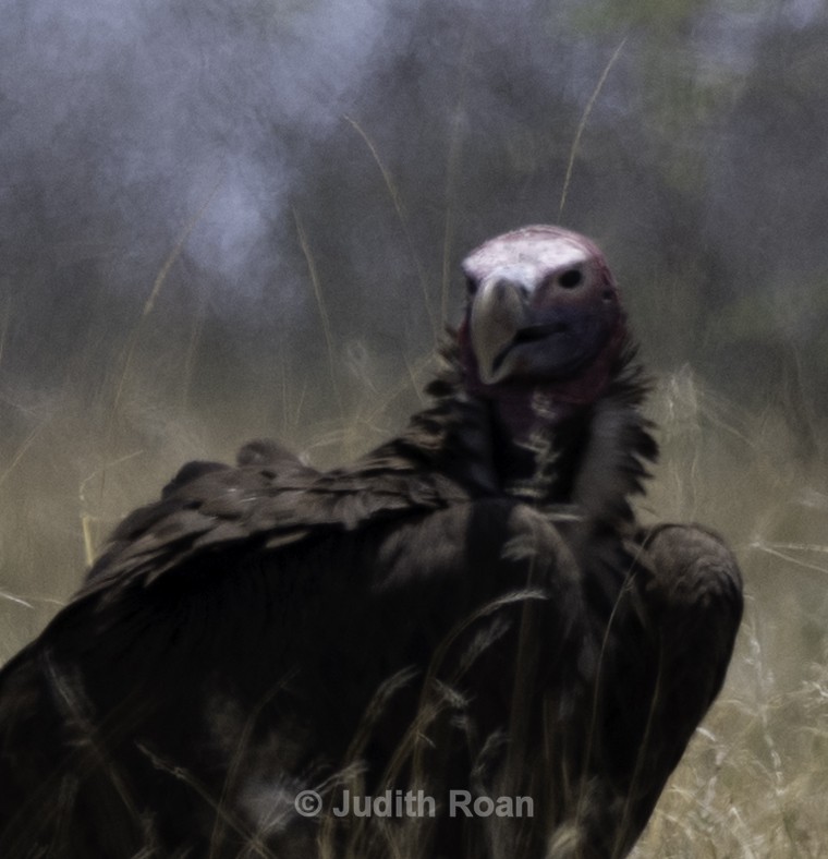 Lappet-faced Vulture - Namibia 2022