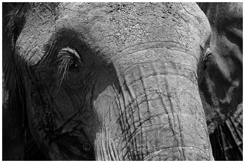 Oltome - huge  - The Big Five in Black and White