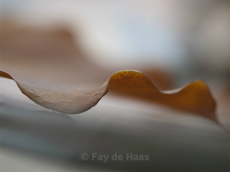  - Autumn Leaves