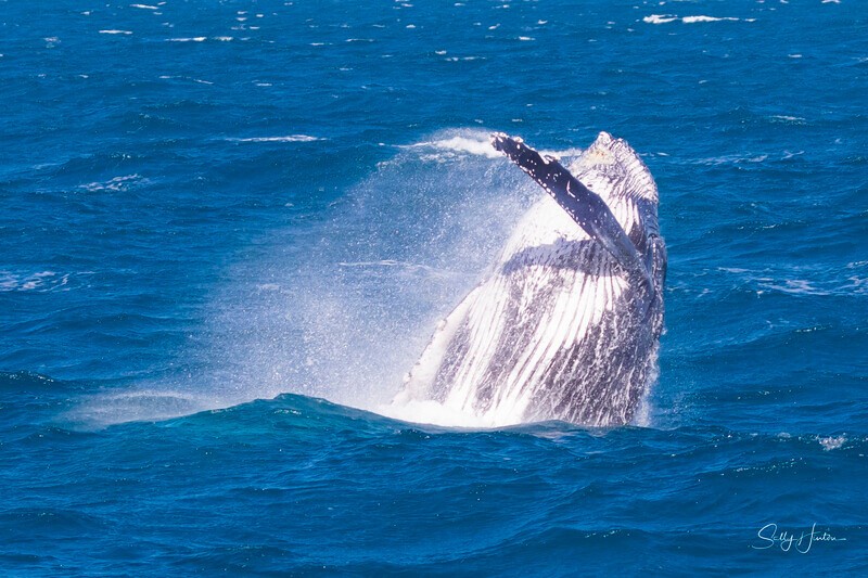 0A3A4641 - 2024 Hervey Bay Whales