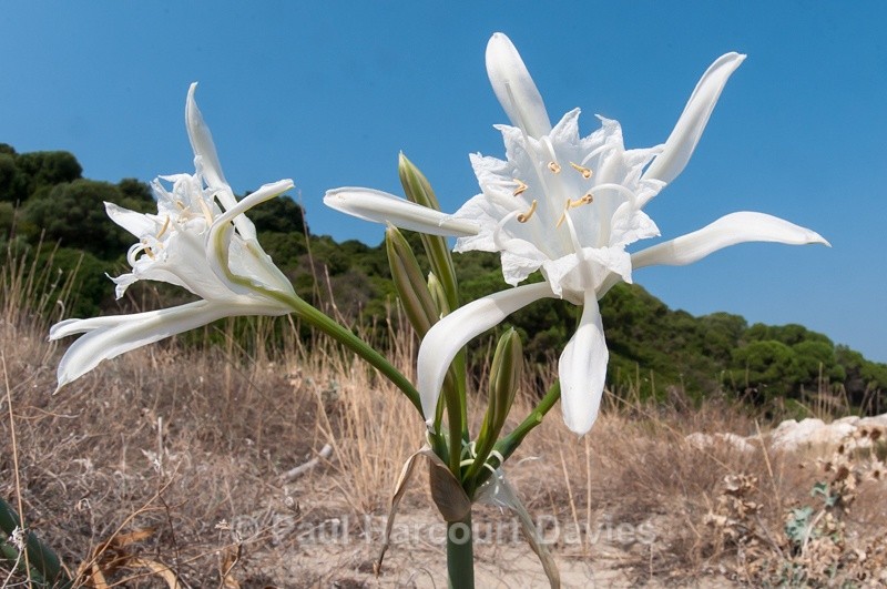  - Plants: wide-angle