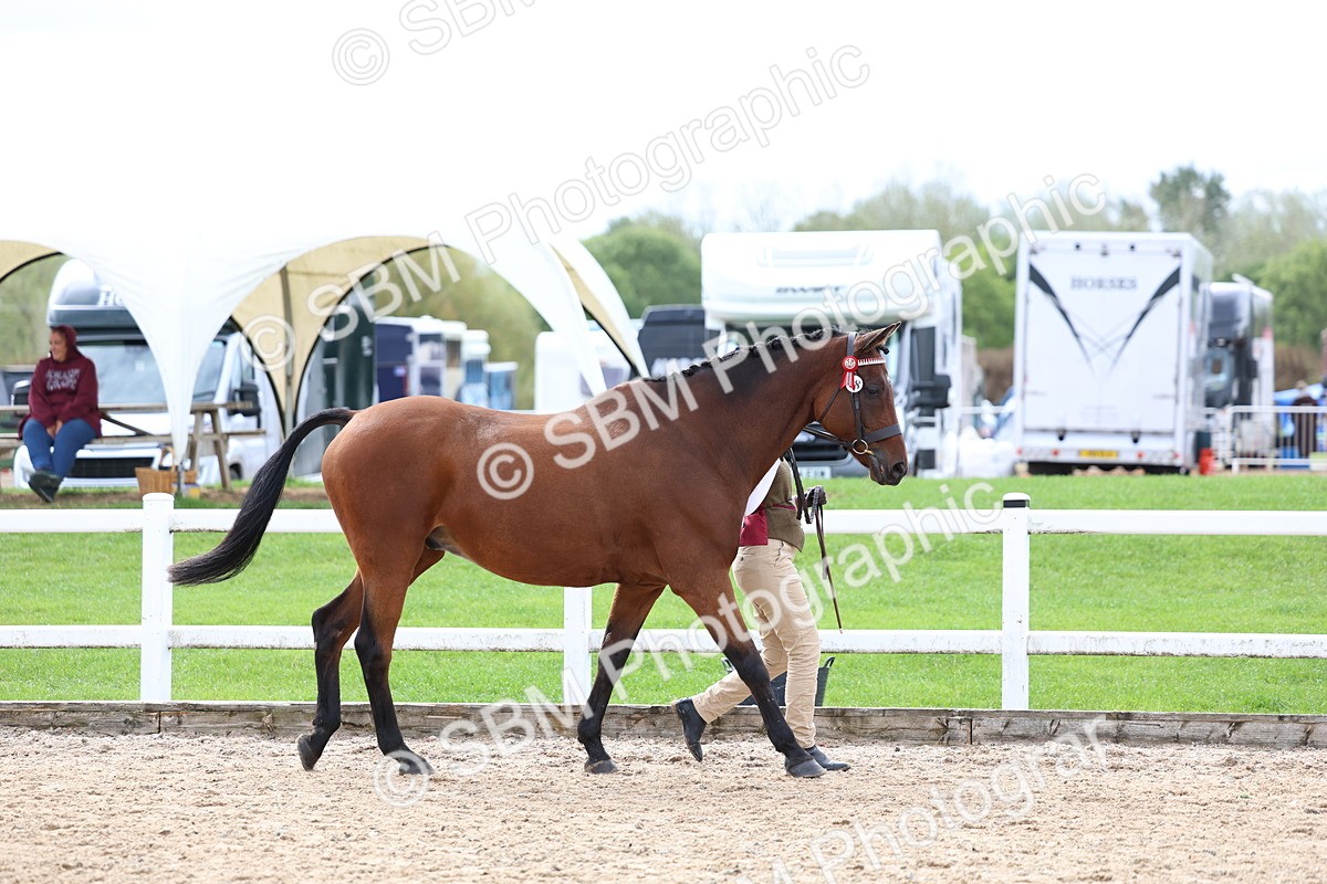 SBM_01831 - Class 18 - Handsomest Gelding - IH or Ridden