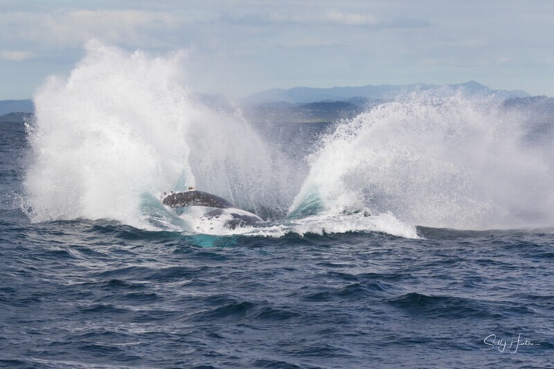 Humpback Splash 2.0A3A1216 - 2025 Whales